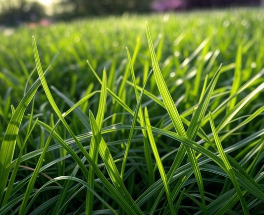 How Often Should I Water My Lawn In Calgary?